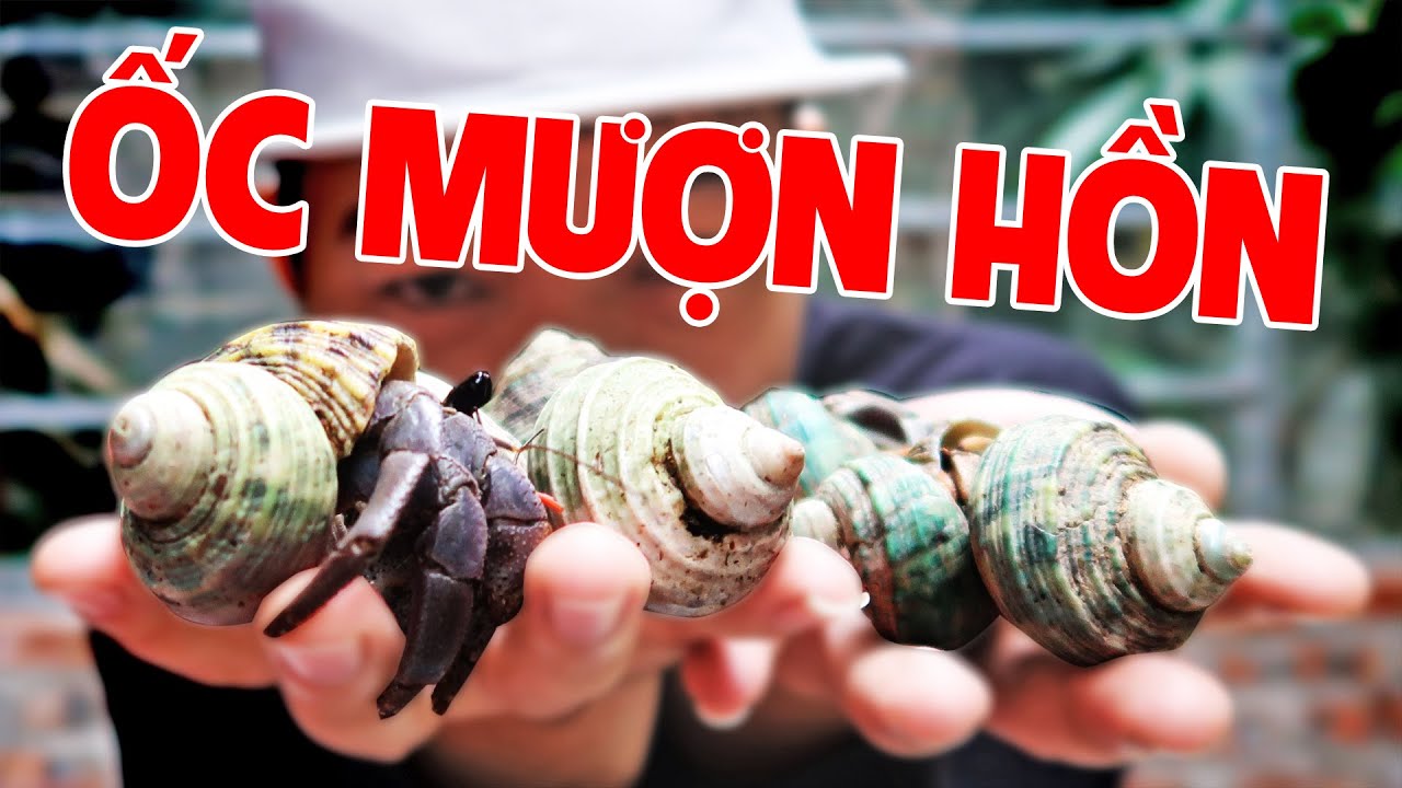 Ốc Mượn Hồn Mới Về Mà Toàn Con Siêu To Khổng Lồ Mập Chà Bá Lửa | Điệp Thủy TV