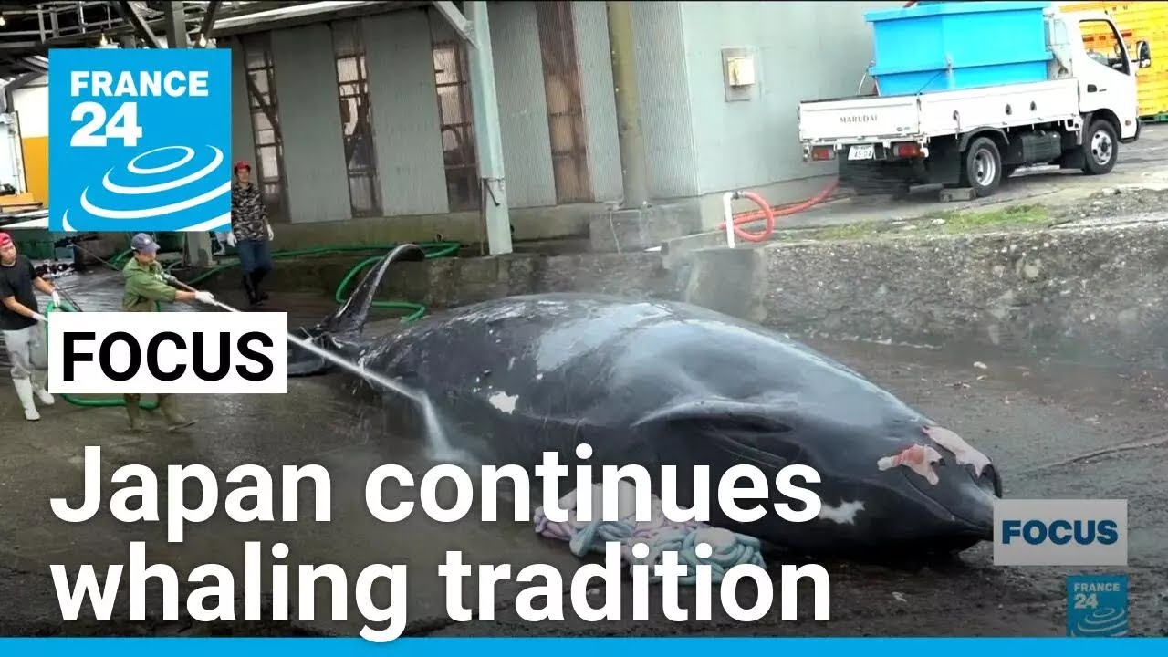 A bitter dish to swallow: Japan continues whaling tradition &bull; FRANCE 24 English