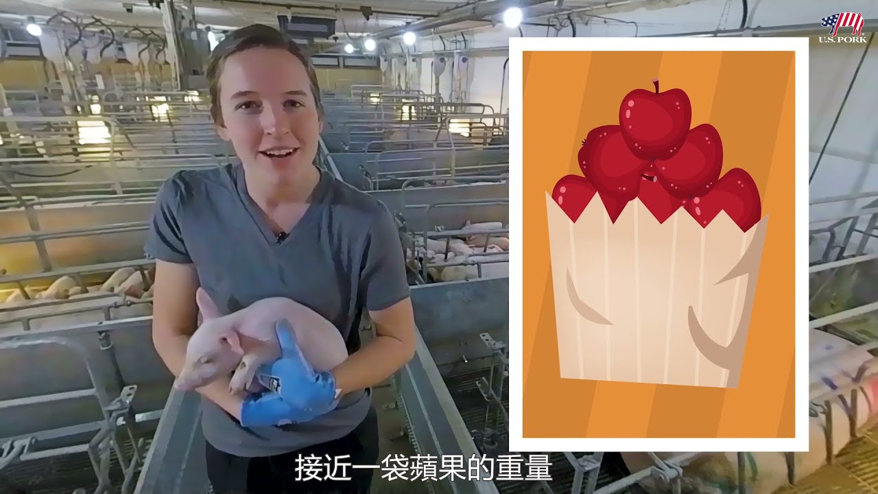 帶您參觀真正的美國養豬場_食在安心 中文配音