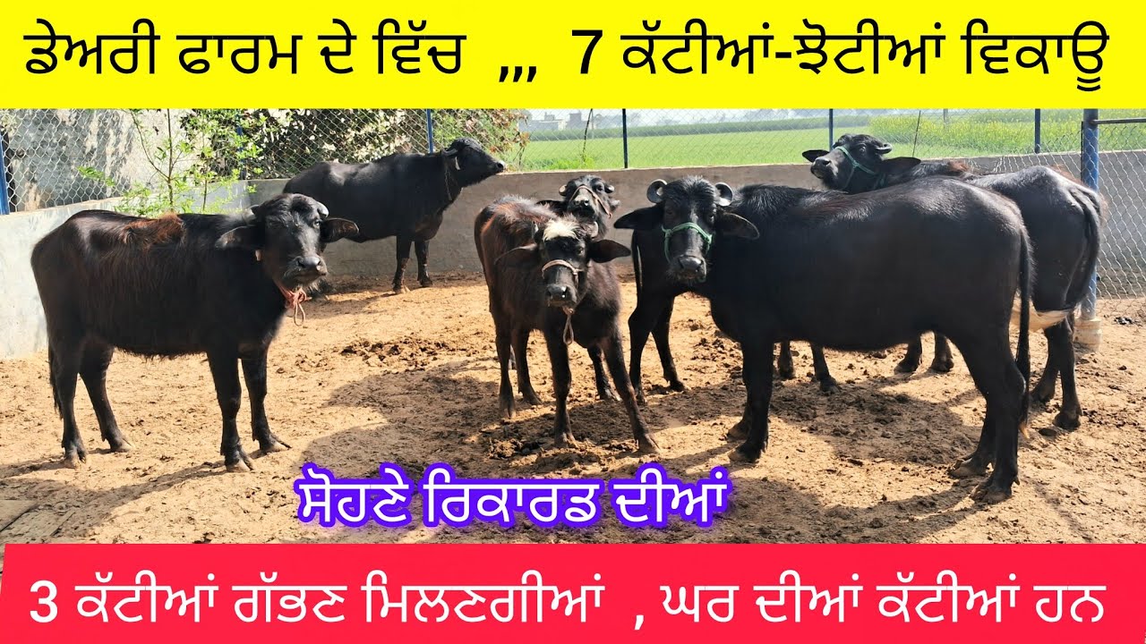 ਗੱਭਣ ਚੈੱਕ ਪਾਸ ਕੱਟੀ ਸਮੇਤ , ਘਰ ਦੀਆਂ  7 ਕੱਟੀਆਂ ਵਿਕਾਊ  75288-02966 gabhan check murah heifers sale.  
