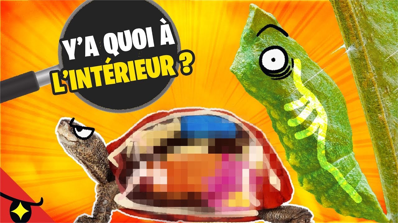 Y&rsquo;a quoi &agrave; l&rsquo;INT&Eacute;RIEUR de ces 8 ANIMAUX ? 🐝🐍🐪