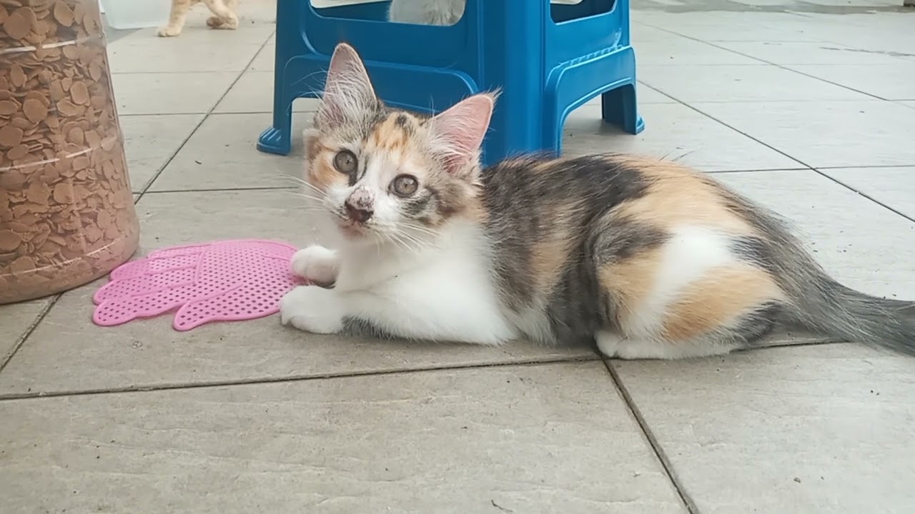 Cats & kittens are 864 & 773 & 699 & 616 & 515 & 498 & 450 & 374 & 259 & 221 & 121 &281 &215 &113&79