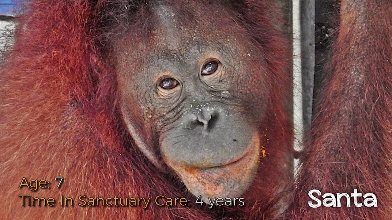 5 Orangutans Released Back Into The Wild | The Great Projects