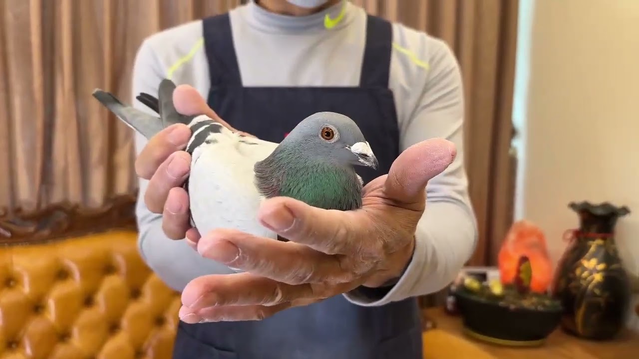 德國-科豫伯父子24-7公（歡迎洽詢）