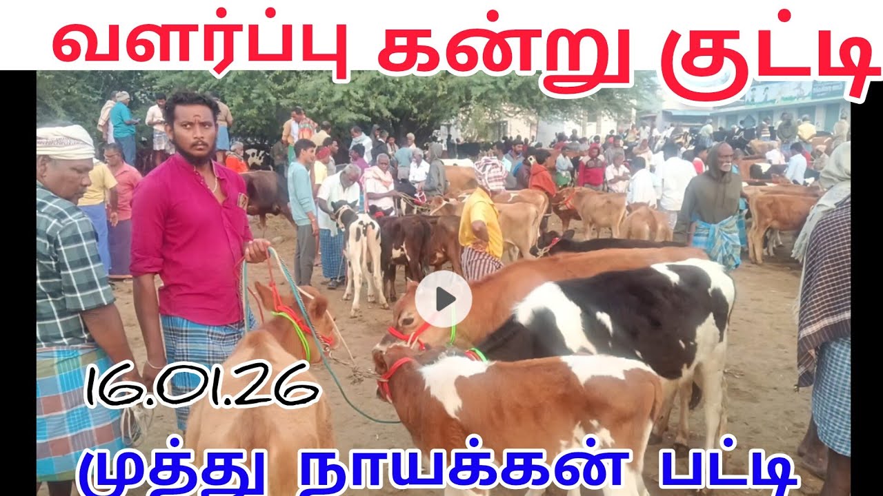 வளர்ப்பு கண்ணு குட்டிகள் hf hussy காரியமங்கலம்#cow #kangeyam #bull #bullfarm #jallikattu #animals 