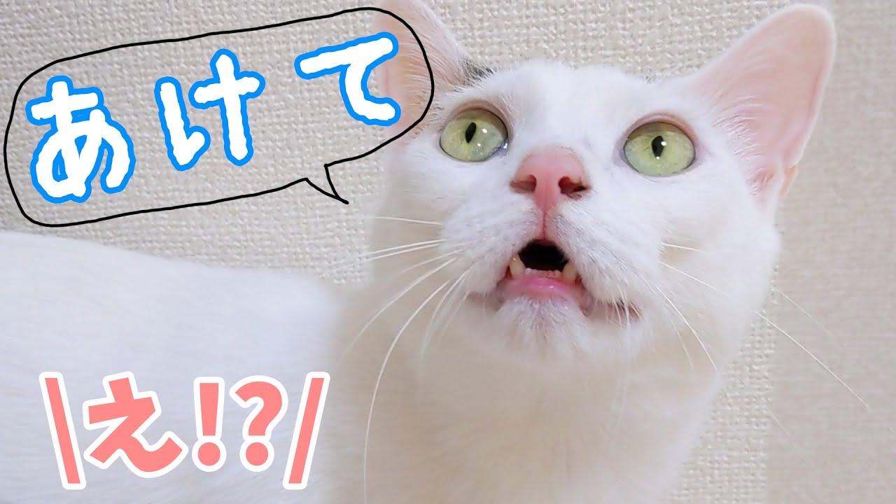 ママが言ったことを理解して日本語で返事するお喋り猫チロさん