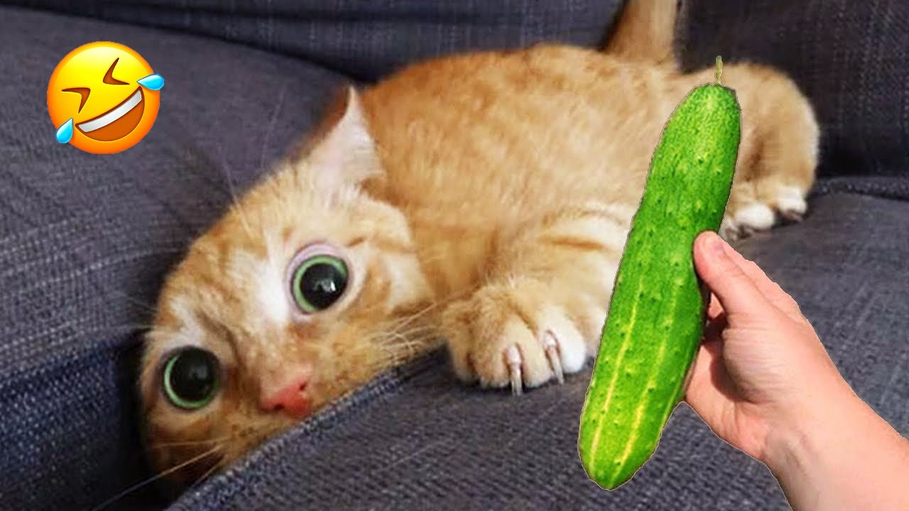 Кошки с Комедийными Способностями 😆 Веселые Моменты 2024 года 😂