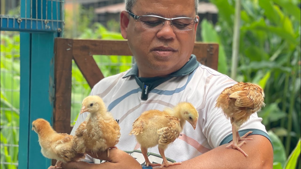 Segmen #36 : Ingin Ternak Ayam Penelur? Nak Buat Dedak Sendiri? Apa Itu BSFL?