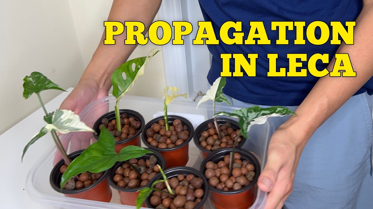 #147 : Indoor Plants  Propagation in Water and LECA | Houseplants Propagation