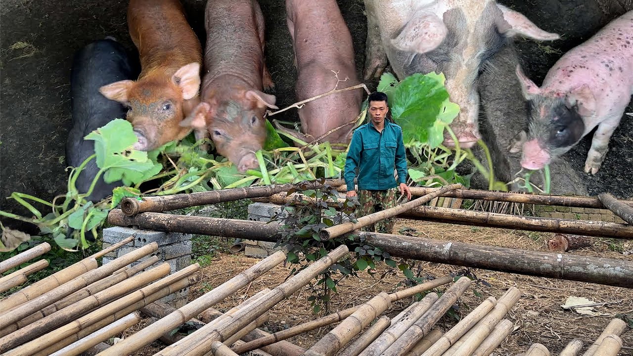 Building a Bamboo Pigsty, Something Unexpected Happened