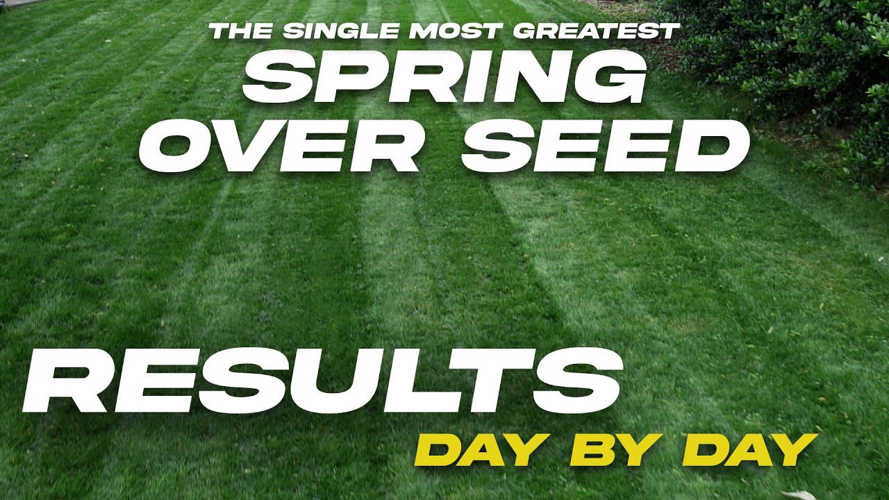 Spring Overseed Results: Germination Anxiety ￼(Blackout TTTF)