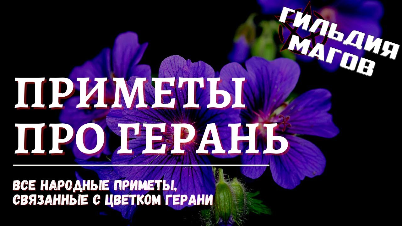 Герань в доме - приметы и суеверия