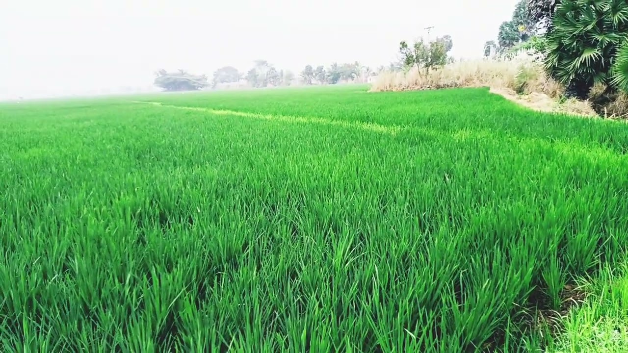 எங்க ஊரு சுத்தி பாக்கலாம் வாங்க #framing #riceplantation #trending #nature #yuganrn 