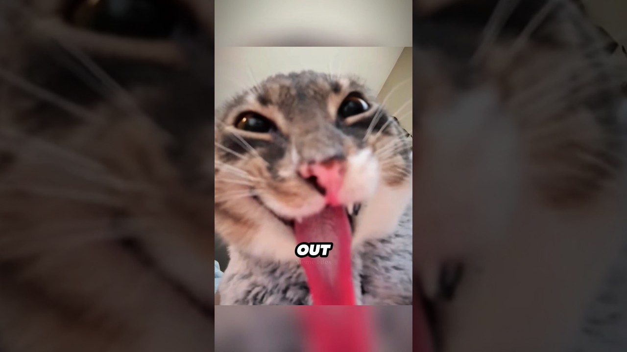 Meet Rigby 🐱 The Internet&rsquo;s Funniest Cat #shorts #memes