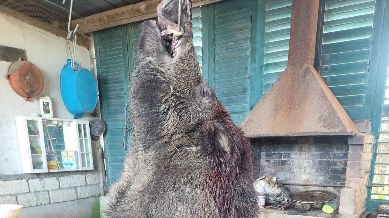 Caccia al cinghiale in Calabria, stagione 2025/26. Catturato cinghiale di 134kg.