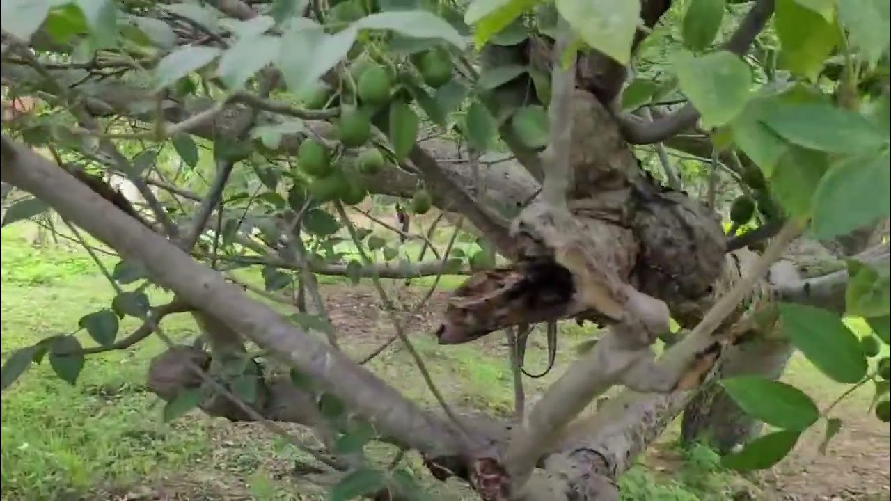 História do nosso pé de acerola