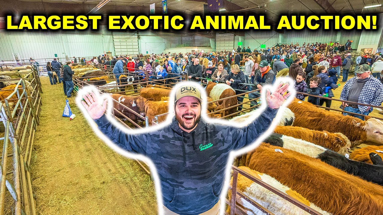 Buying EXOTIC BACKYARD FARM Animals at the World's LARGEST Exotic Animal AUCTION!!!