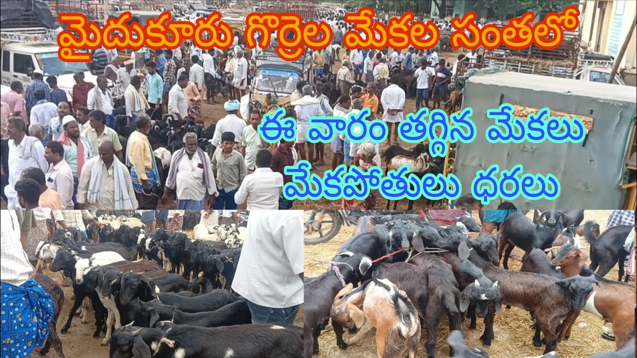 మైదుకూరు సంతలో ఈ వారం మేకలు మేకపోతులు ధరలు#Mydukur sheep goats market 5-7-2025