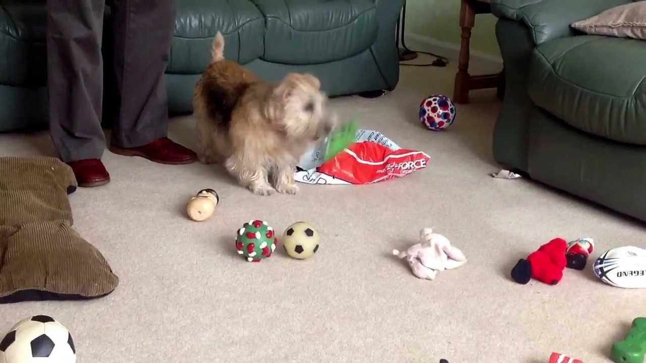 Ellie the Lucas terrier gets a bag of toys