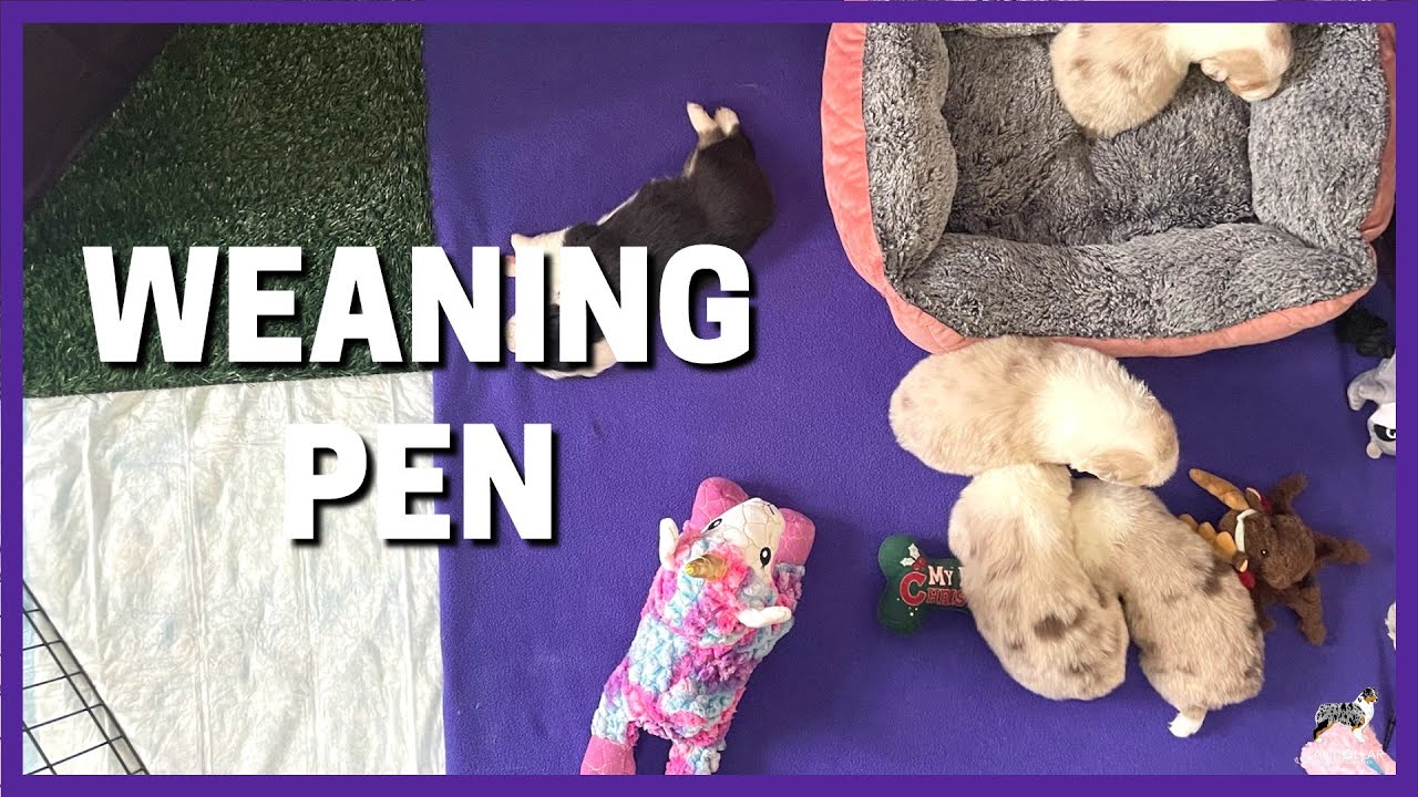 Weaning Pen (Stage 1 after the whelping box)