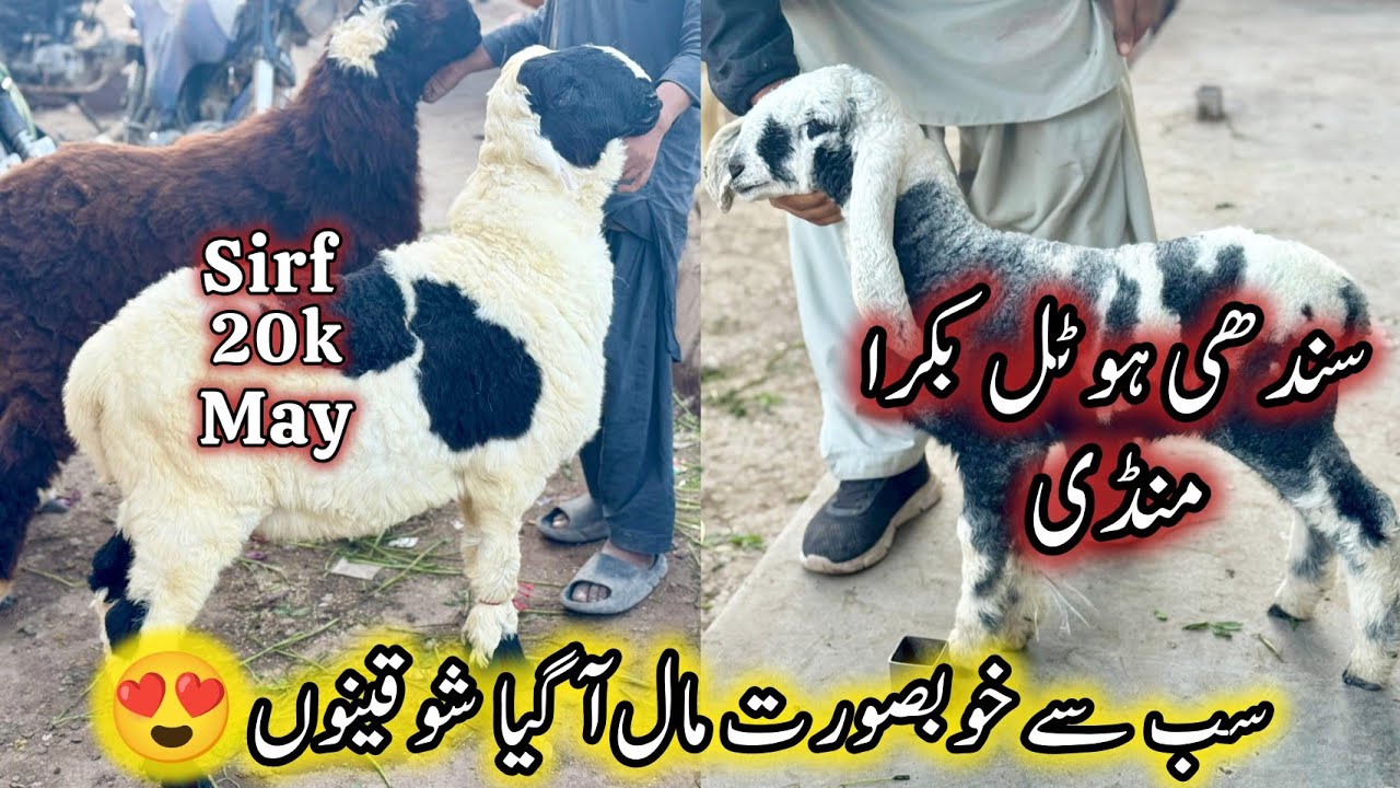 Sindhi Hotel Bakra Mandi Karachi Latest Rates Update | 23 January 2026 | Bakra Mandi Karachi. 