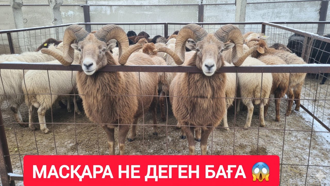 ҚЫЗЫЛОРДА МАЛ БАЗАРЫ, ТОҚТЫ ЕШКІ ҚОЙ ҚОШҚАР БАҒАЛАРЫ.