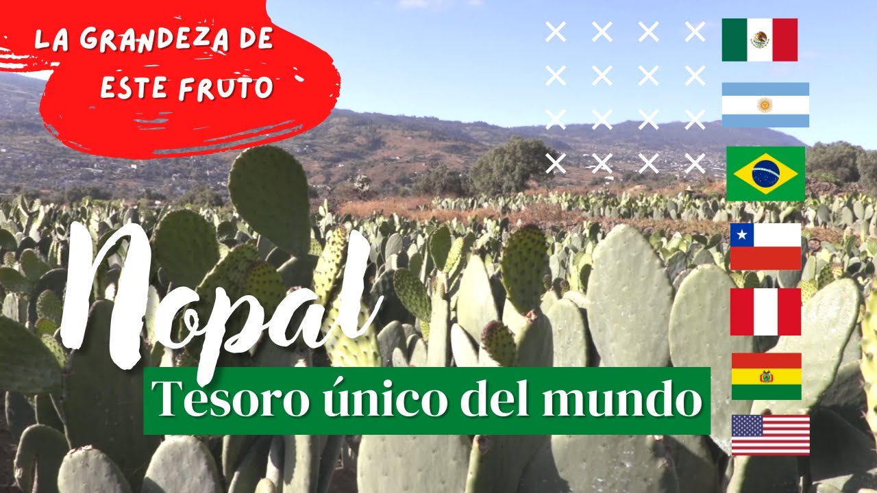 NOPAL | ASÍ SE CONSUME EN AMÉRICA