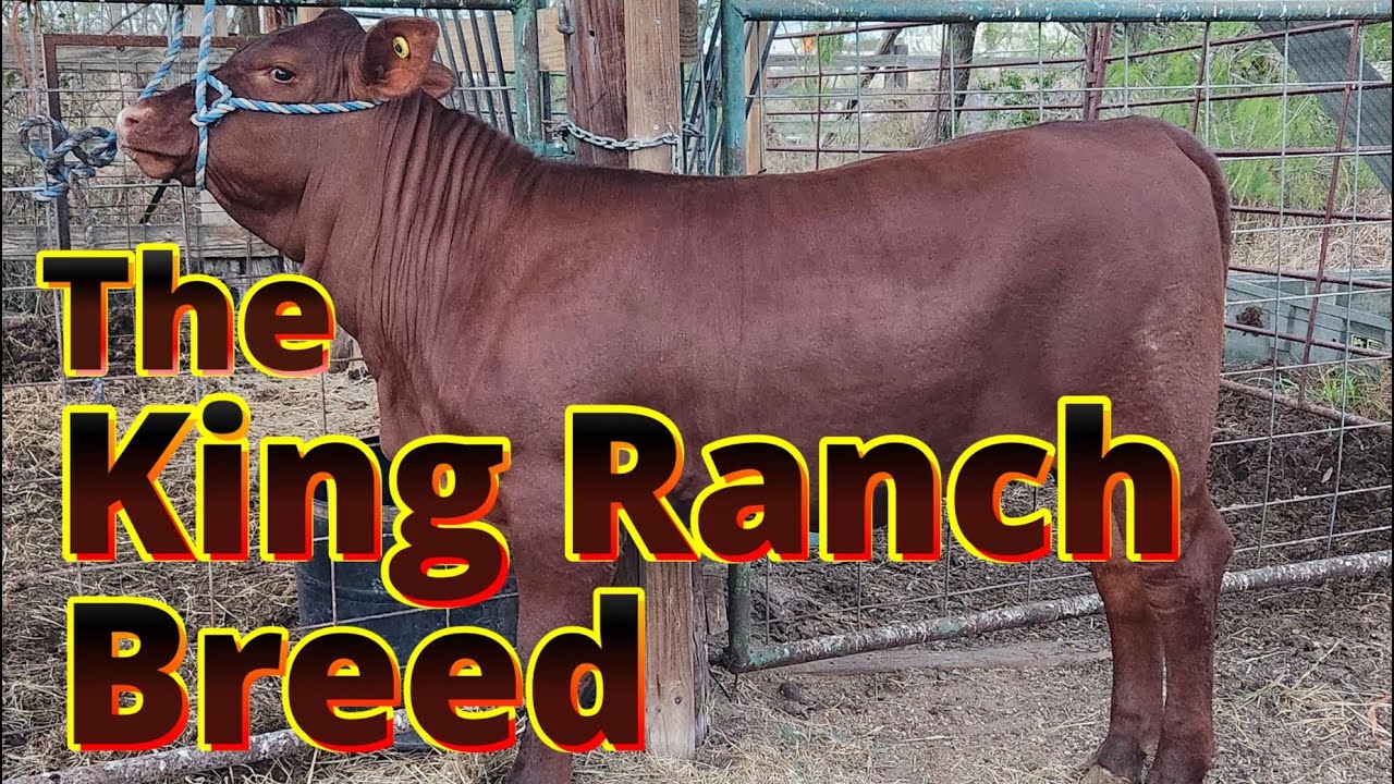 Автоматическая кормушка для скота породы Санта-Гертрудис от King Ranch и полевые работы