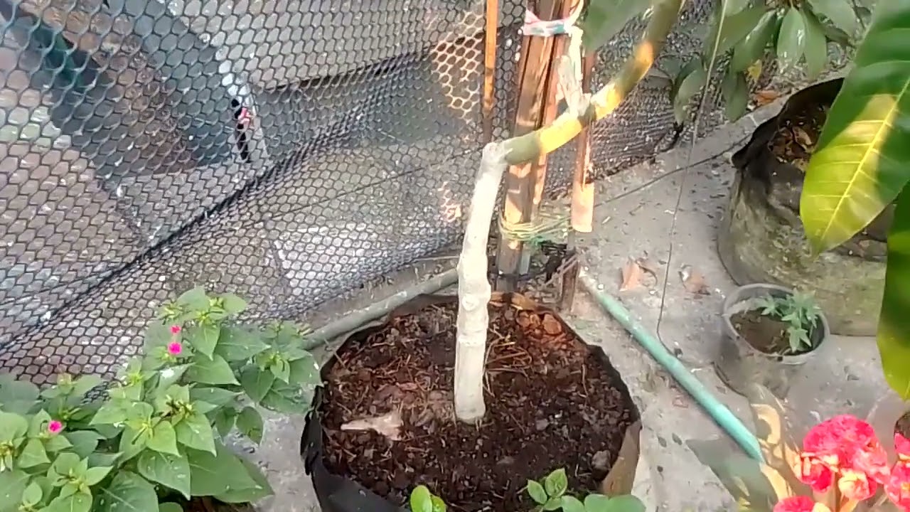 আমের মুকুল পরিপুষ্ট রাখতে করুন এই পরিচর্যা।