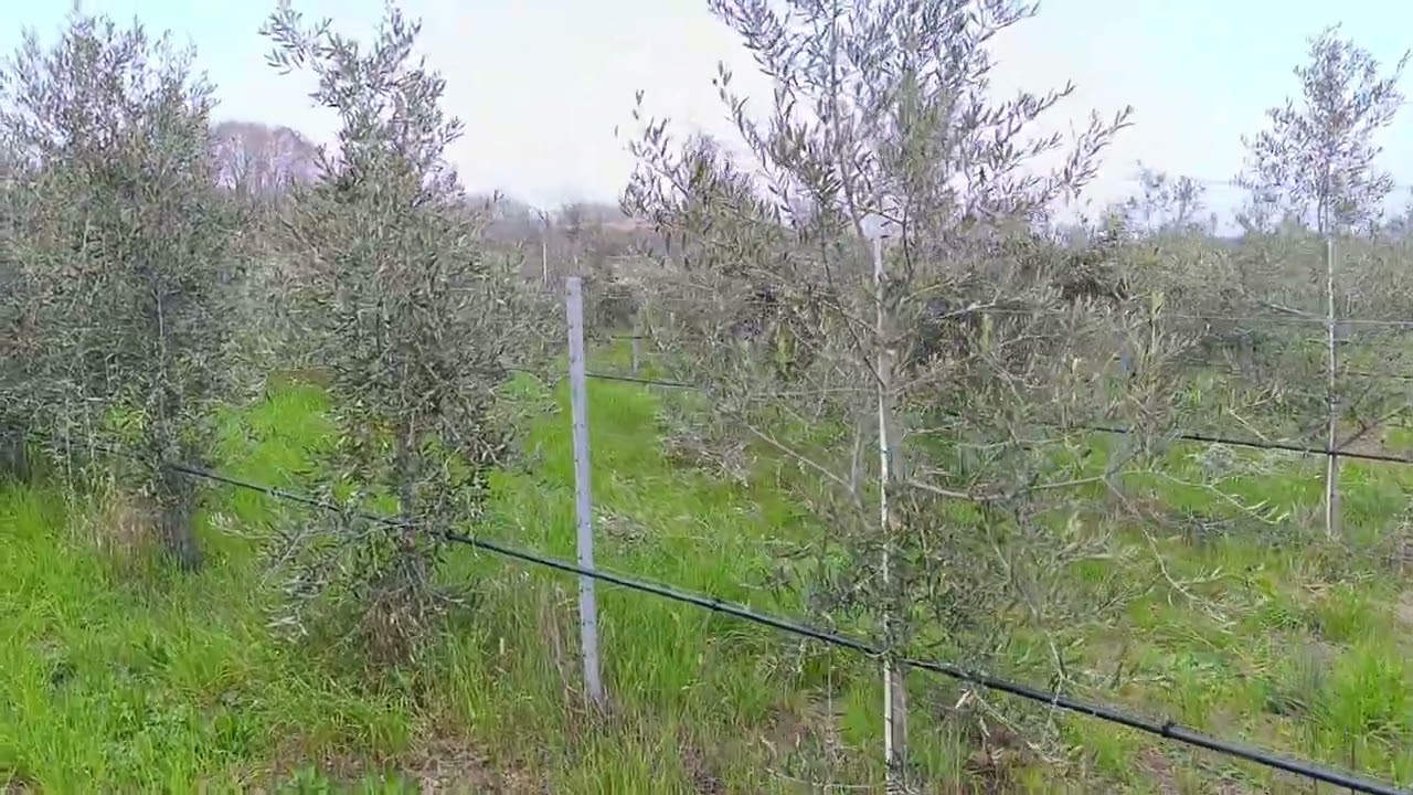 Oliveto ad altissima densità leccio del corno vs maurino 