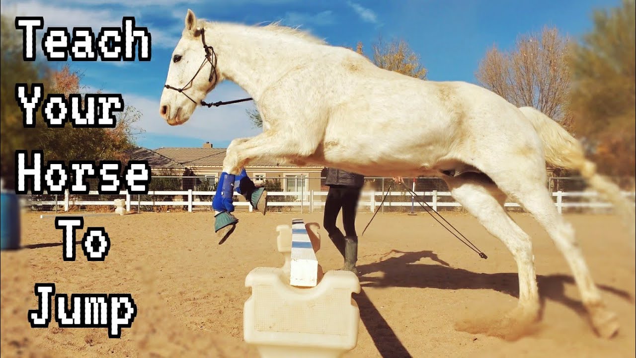 How to: Teach your Horse to Jump