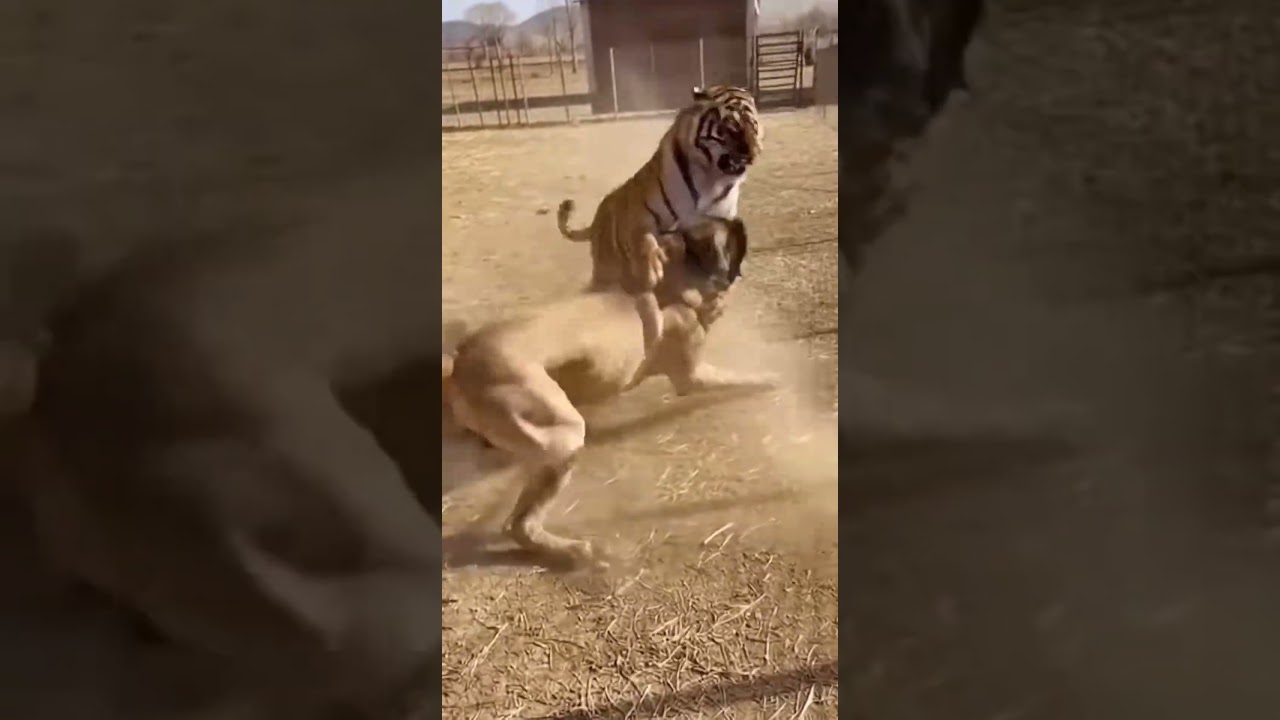 Brave Dog Protects Puppies From Tiger🛡️🐕#Dog #Rescue