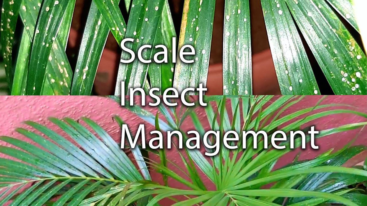 Scale Insect Management |How To Get Rid Of Scale On Areca Palm