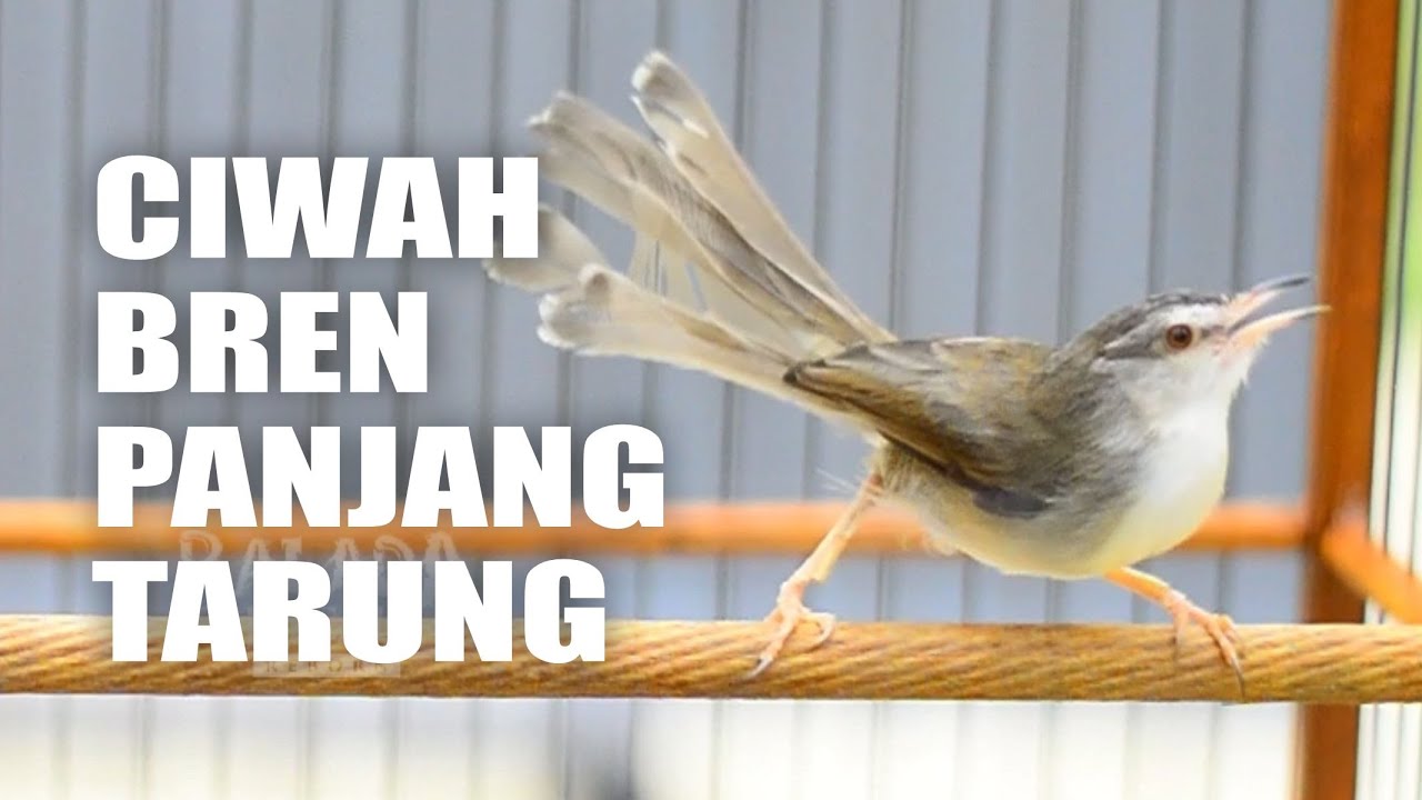 MASTERAN CIWAH BREN TARUNG