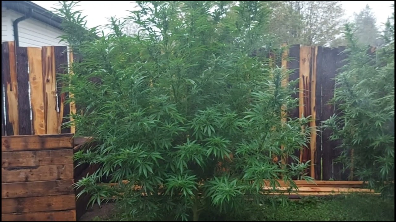 Green Crack outdoor grow Eastern ontario 2 DAYS OF RAIN 🌧