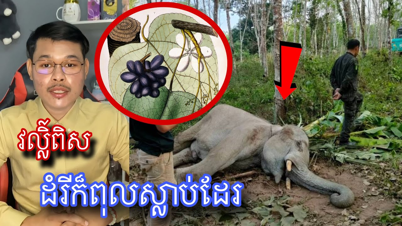 រុក្ខជាតិដែលមានពិសខ្លាំងបំផុតក្នុងលោកអាចផ្ដាច់ជីវិតយើងដោយមិនដឹងខ្លួន l Mr.Veasna