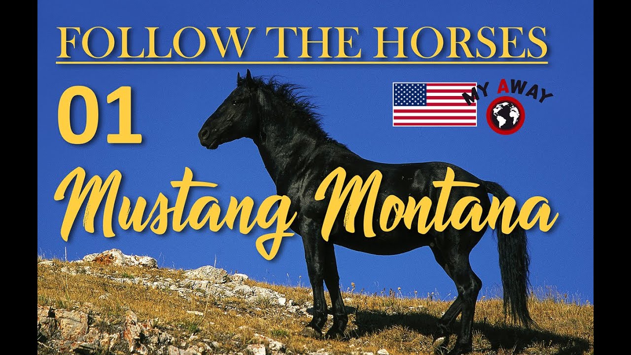 01 Mustang Montana