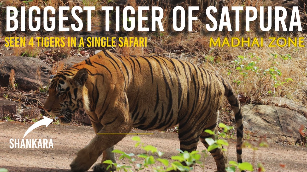 The Most Unexpected Safari in Satpura | Biggest Tiger Of Satpura Tiger Reserve | Madhai Zone 🐯🐅