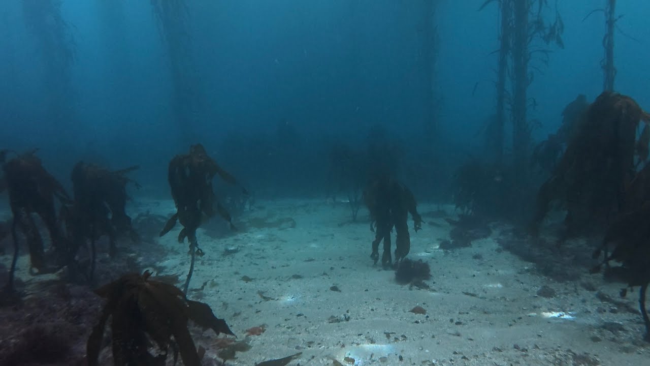 Dive the Great Pinnacle and Kelp Forest of Point Lobos, Monterey, CA