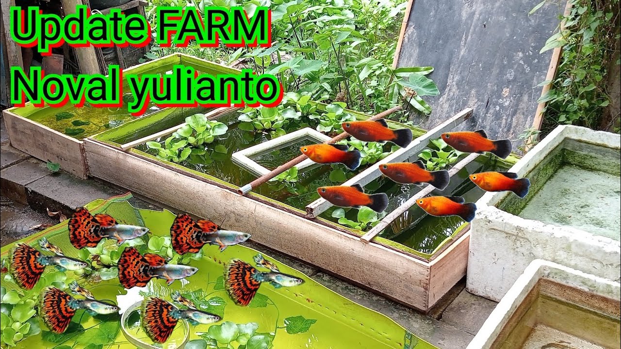 Rutinitas mingguan kuras kuras kolam💪🤟🤘😂