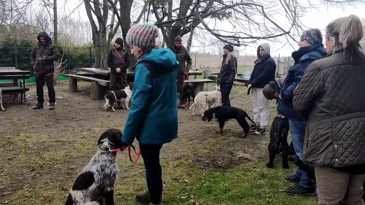 Próby Pracy Wyżłów i Psów Myśliwskich Małych Ras-Czok Polski Spaniel Myśliwski 03.04.2022  Pabianice