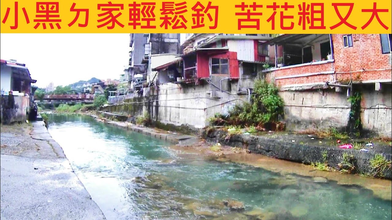 小黑ㄉ家輕鬆釣 苦花粗又大 @城市溪流 全部都是會斷線ㄉ巨物 #溪釣 #苦花