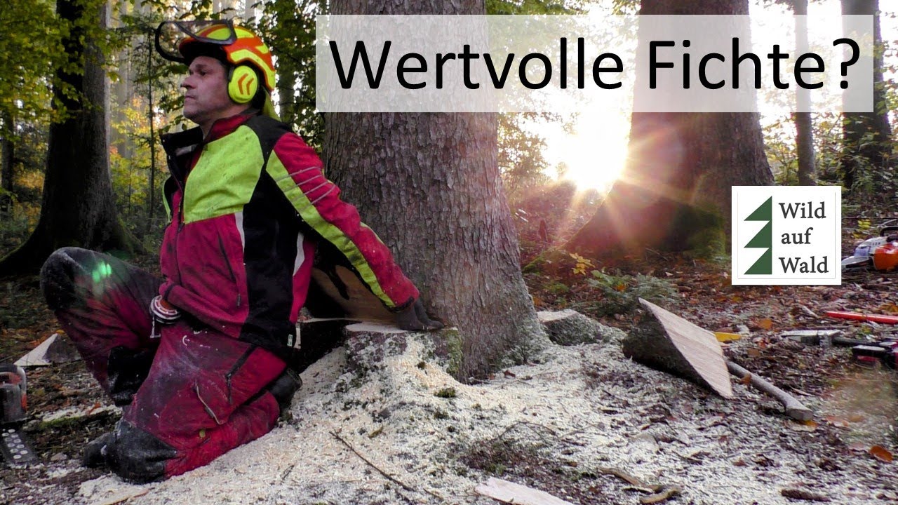 🌲Forstarbeiter fällen eine Wertholz Fichte.  #wildaufwald