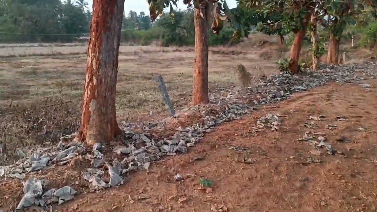 TN REG 2 & HALF ACRE FREE POWER WITH MANGOO TREE PRICE 1CR NEGOTIABLE 9036106979