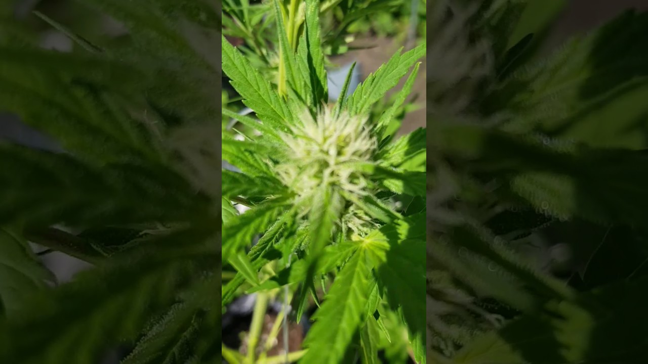 Vision seeds white widow day 46
