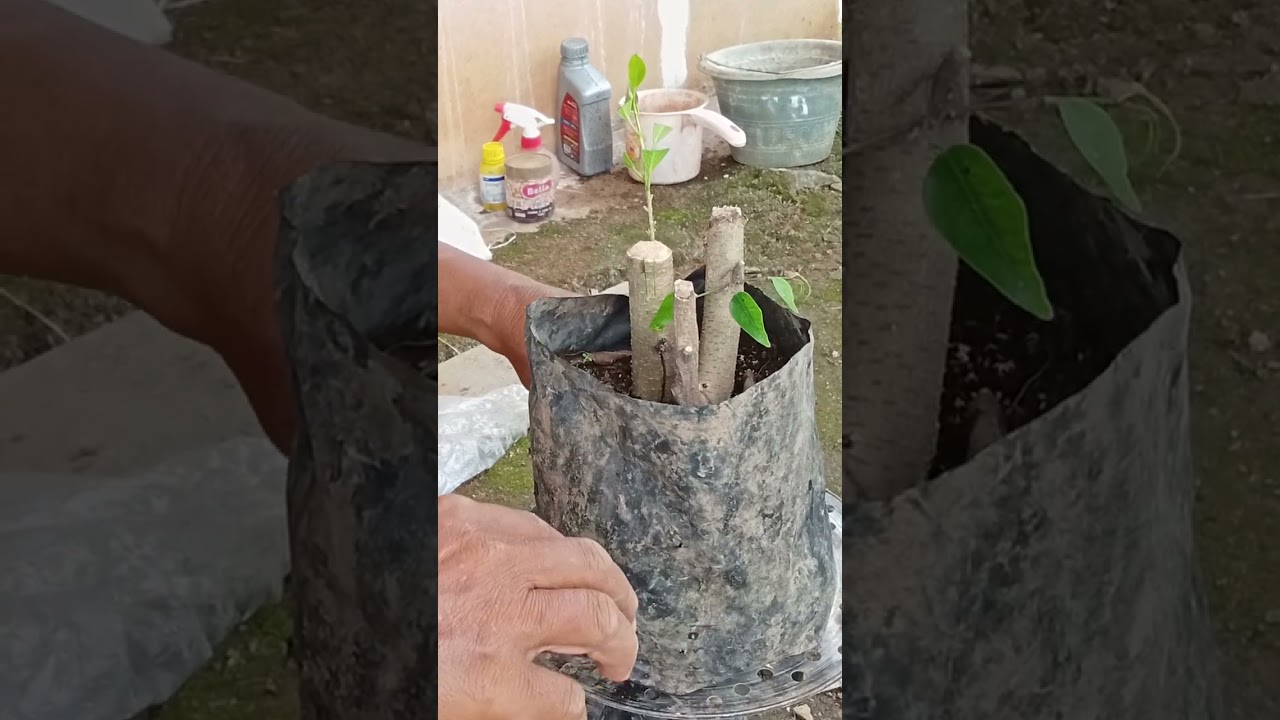 Tutorial sambung sisip stekan beringin lokal dengan kimeng
