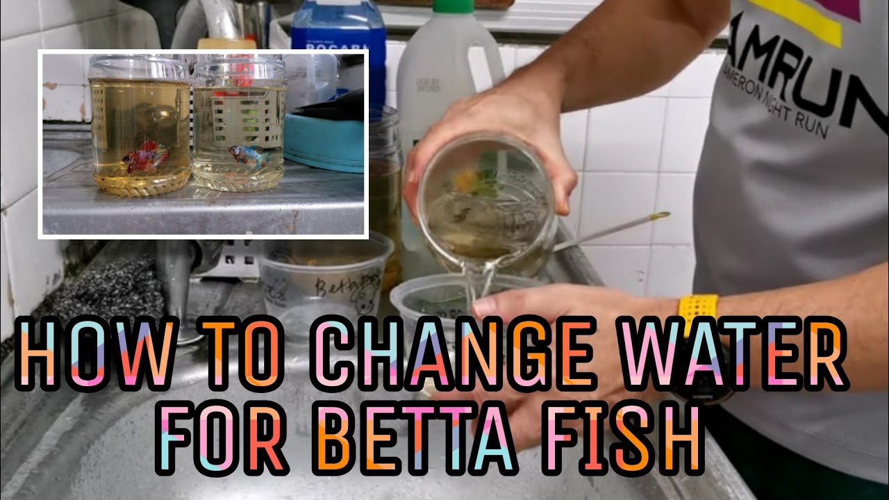 КАК МЕНЯТЬ ВОДУ В ВОДОЕМ ДЛЯ РЫБКИ БЕТТА