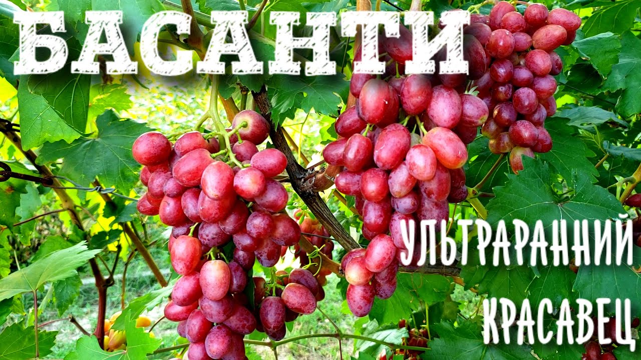 БАСАНТИ - ШЕДЕВР НАРОДНОЙ СЕЛЕКЦИИ ОТ БУРДАКА А.В.. УЛЬТРАРАННИЙ, НИКАКОГО ТРЕСКА