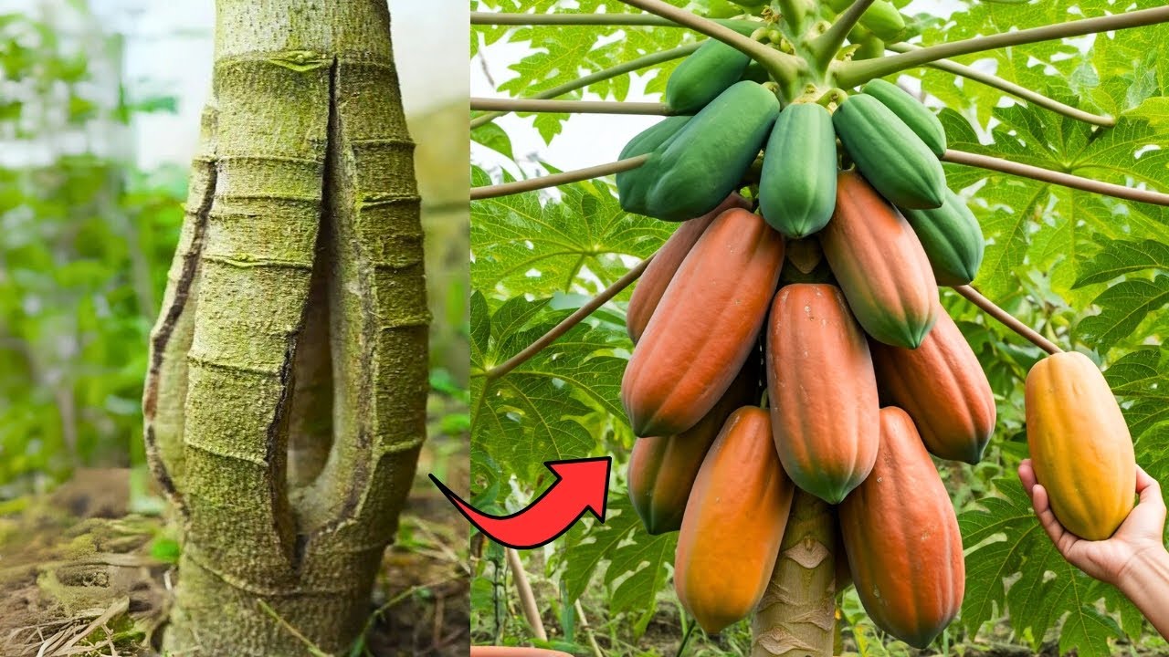 Increasing the Yield of non-yielding and low-yielding papaya tree