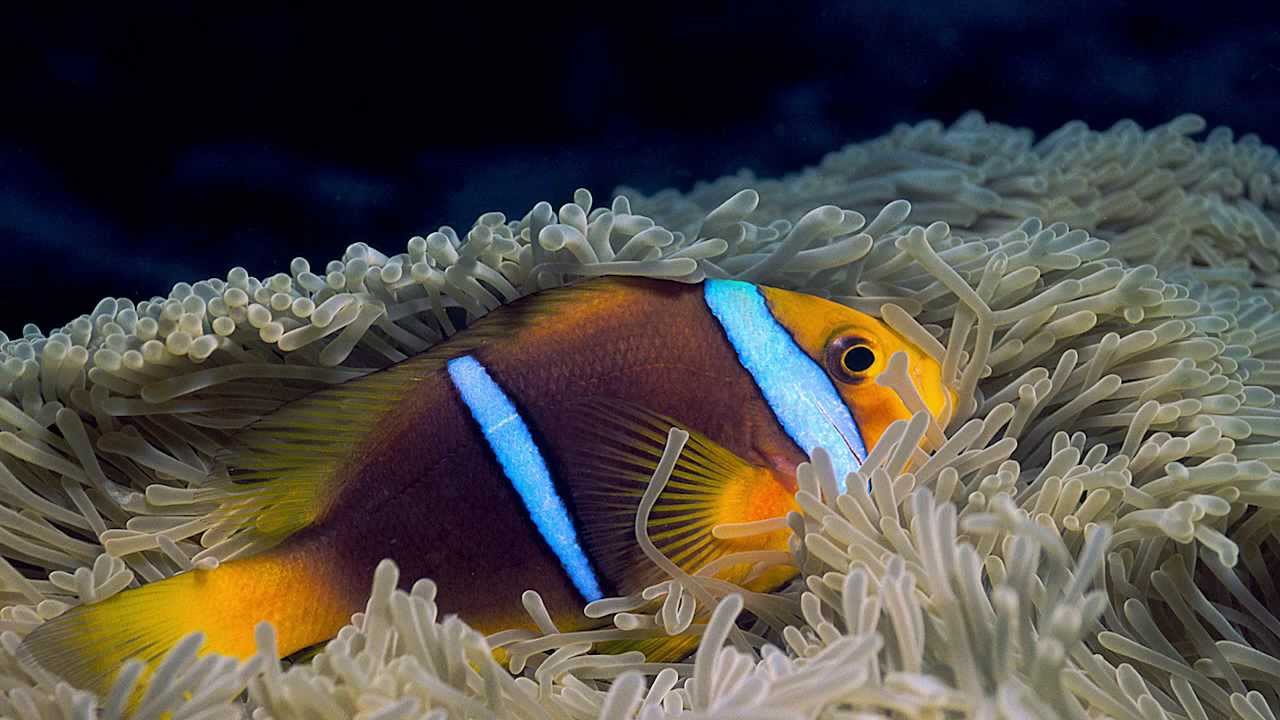 MIGUEL PASCUAL OVER 3000 DIVES AROUND THE WORLD